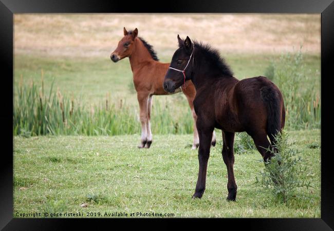 brown and black foal on field Framed Print by goce risteski