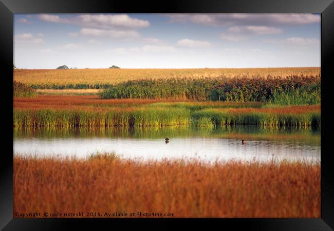 swamp nature landscape autumn season Framed Print by goce risteski