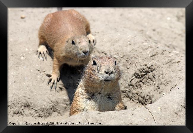 two prairie dogs watching from hole Framed Print by goce risteski