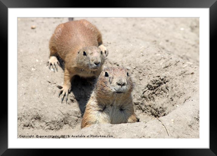 two prairie dogs watching from hole Framed Mounted Print by goce risteski