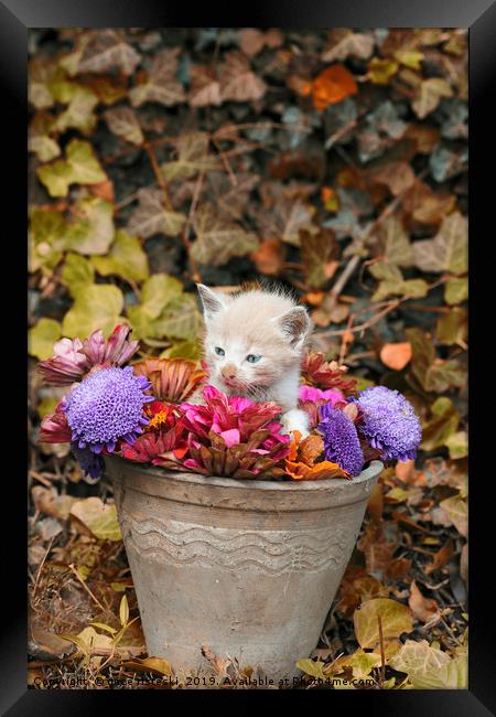 kitten in a vase with flowers  Framed Print by goce risteski
