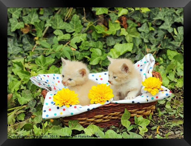 small kittens in wicker basket Framed Print by goce risteski