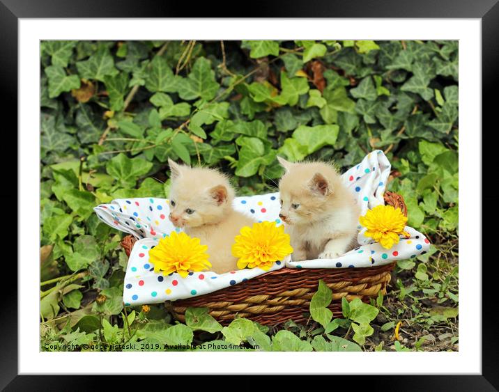 small kittens in wicker basket Framed Mounted Print by goce risteski