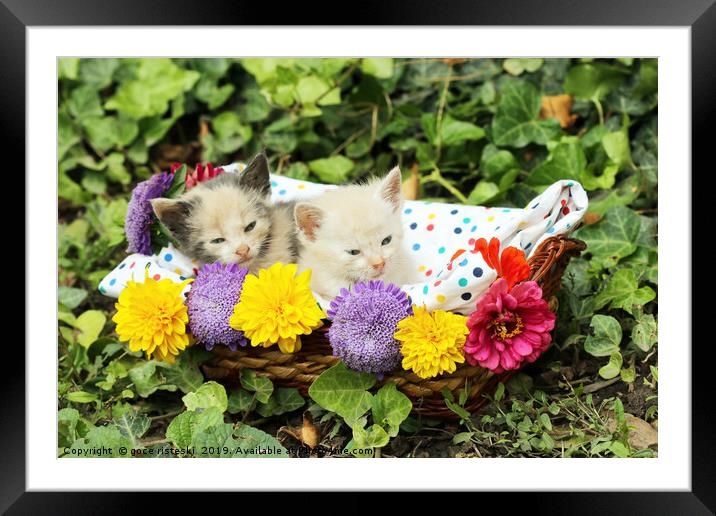 cute kittens in wicker basket Framed Mounted Print by goce risteski