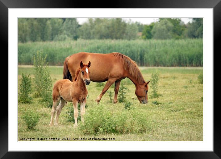 brown foal and horse on pasture Framed Mounted Print by goce risteski