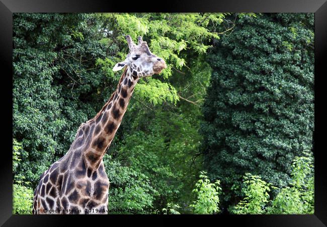 giraffe in forest wildlife Framed Print by goce risteski