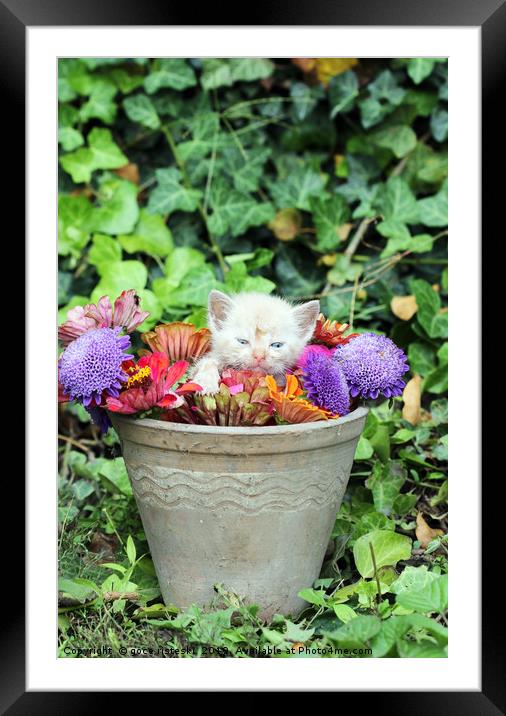 cute kitten in a vase with flowers  Framed Mounted Print by goce risteski
