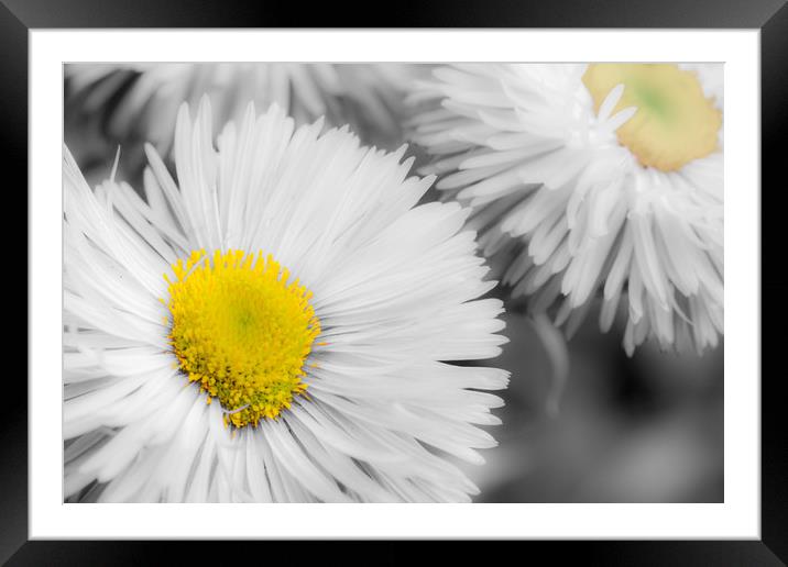 Yellow Daisy Abstract Print Framed Mounted Print by Dave Denby