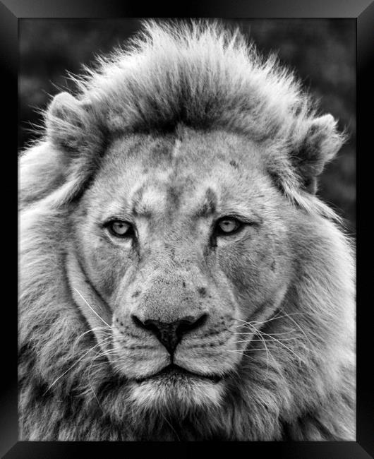 Male Lion Full Face Portrait  Framed Print by Dave Denby