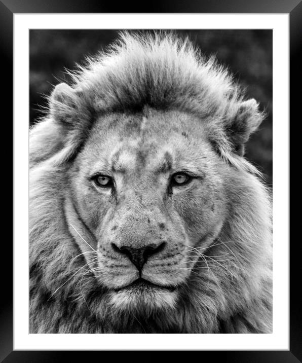 Male Lion Full Face Portrait  Framed Mounted Print by Dave Denby