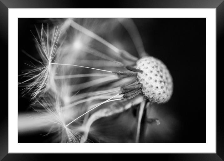 Dandelion Seed Head in Black and White Framed Mounted Print by Dave Denby