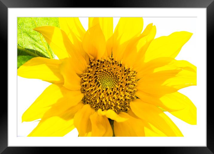 Yellow Sunflower basking in the summer sunlight Framed Mounted Print by Dave Denby