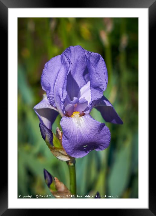 Iris  Framed Mounted Print by David Tomlinson