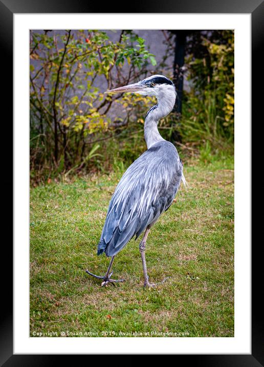 Heron on Patrol Framed Mounted Print by Stuart Atton