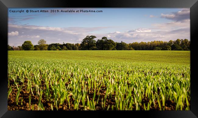 Young shoots Framed Print by Stuart Atton