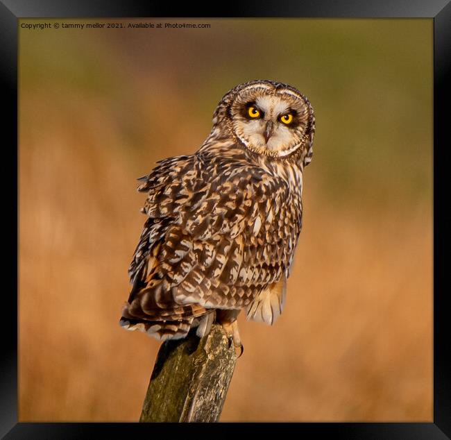 Majestic Short Eared Owl Framed Print by tammy mellor