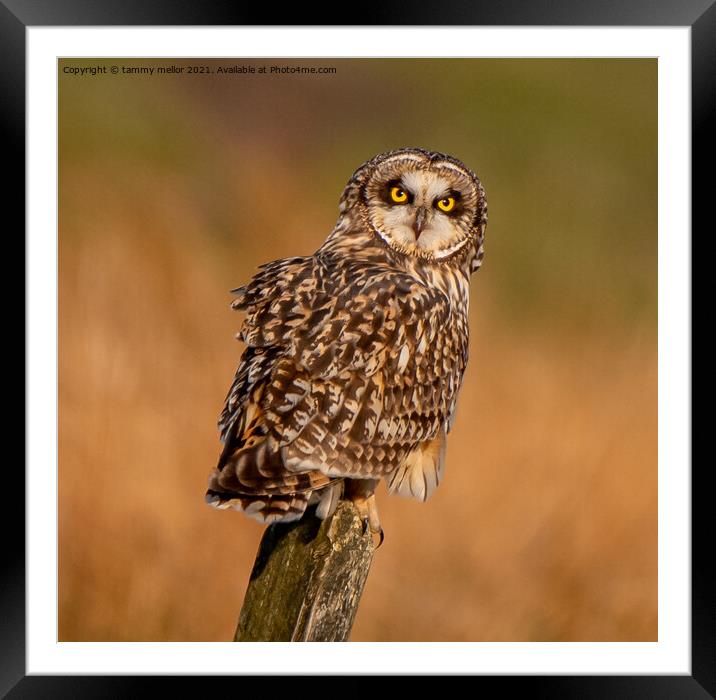 Majestic Short Eared Owl Framed Mounted Print by tammy mellor
