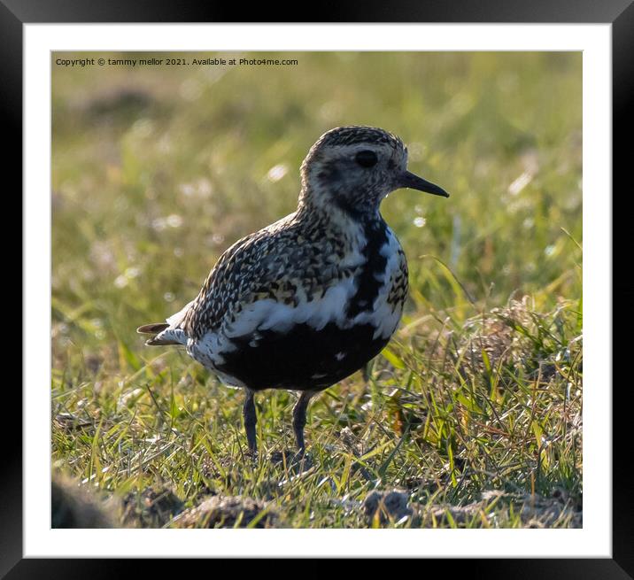 Majestic Golden Plover in Staffordshire Moorlands Framed Mounted Print by tammy mellor