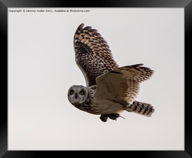 Majestic Short Eared Owl in Flight Framed Print by tammy mellor