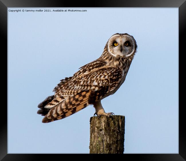 Majestic Short Eared Owl Framed Print by tammy mellor