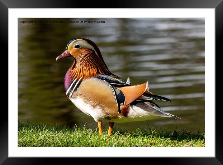 Majestic Mandarin Duck Framed Mounted Print by tammy mellor