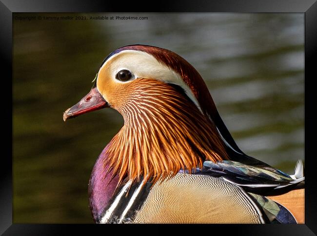 Majestic Mandarin Duck Framed Print by tammy mellor