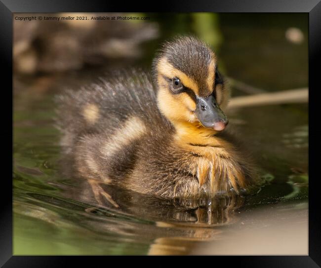 Adorable Duckling Swimming in the Wild Framed Print by tammy mellor