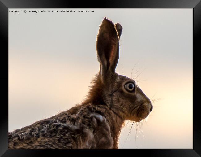 Majestic Hare in the Staffordshire Moorlands Framed Print by tammy mellor