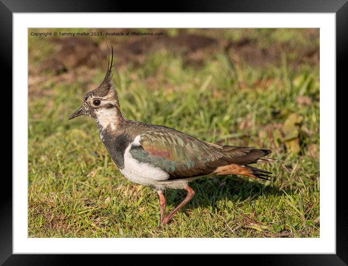Majestic Lapwing at Sunset Framed Mounted Print by tammy mellor