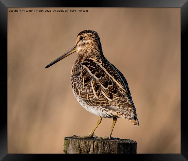 Majestic Moorland Snipe Framed Print by tammy mellor