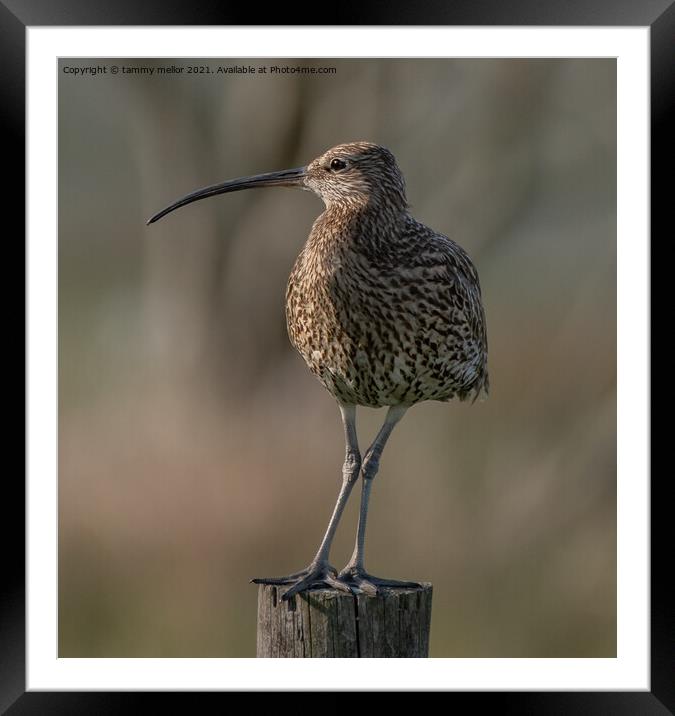 Majestic Moorland Curlew Framed Mounted Print by tammy mellor