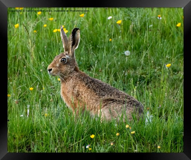 Majestic Hare in the Serene Moorlands Framed Print by tammy mellor