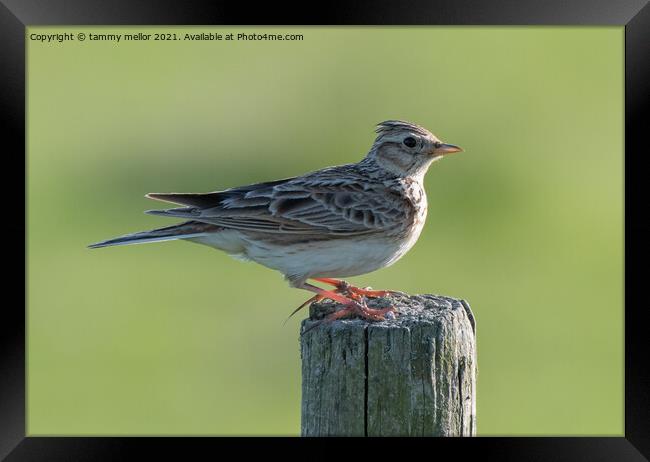 Majestic Skylark Sings Its Heart Out Framed Print by tammy mellor