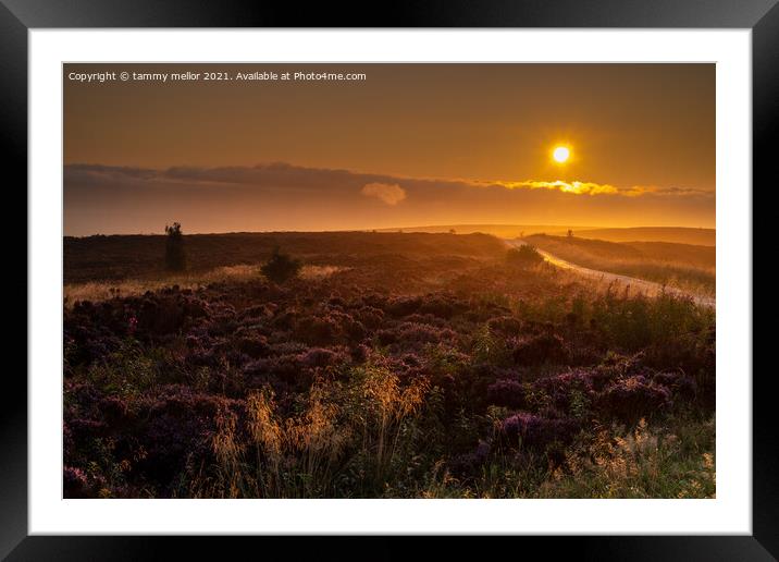 Majestic Sunrise over Staffordshire Moors Framed Mounted Print by tammy mellor
