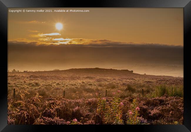 Serene Sunrise Over Heather Framed Print by tammy mellor