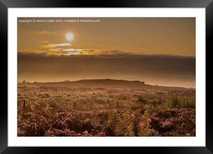 Serene Sunrise Over Heather Framed Mounted Print by tammy mellor