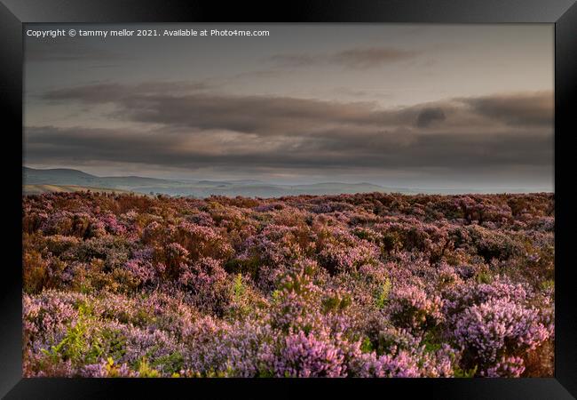 Majestic Heather Clouds Framed Print by tammy mellor