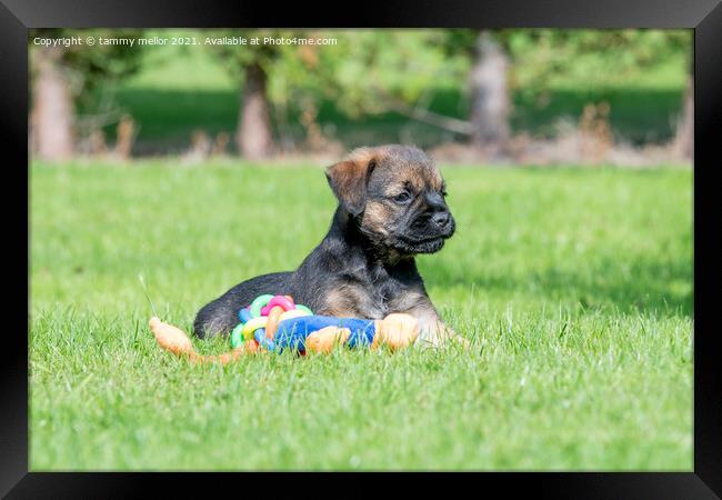 Playful Pup in a Lush Field Framed Print by tammy mellor