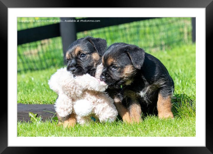 Playful Border Terrier Puppies Soaking Up the Sun Framed Mounted Print by tammy mellor