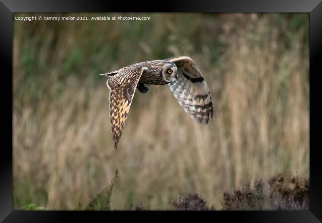 Majestic Hunter in Flight Framed Print by tammy mellor