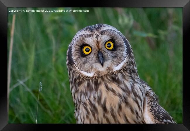 Majestic Staffordshire Moorland Owl Framed Print by tammy mellor