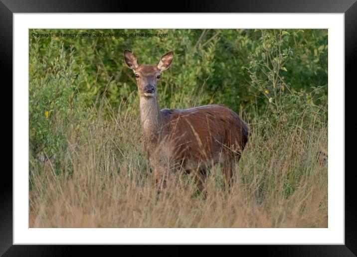 Majestic Roe Deer in Lush Moorlands Framed Mounted Print by tammy mellor