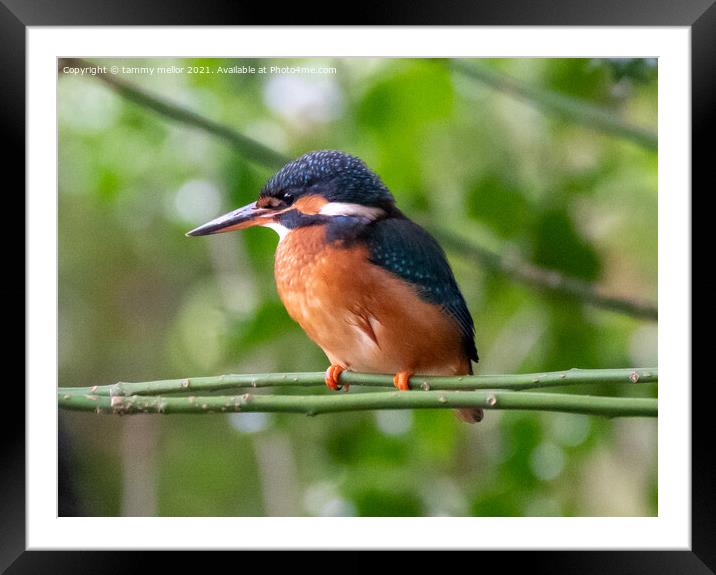 Majestic Female Kingfisher Framed Mounted Print by tammy mellor