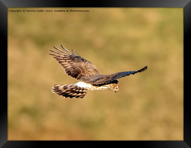Majestic Hen Harrier Soars Over Wild Moors Framed Print by tammy mellor