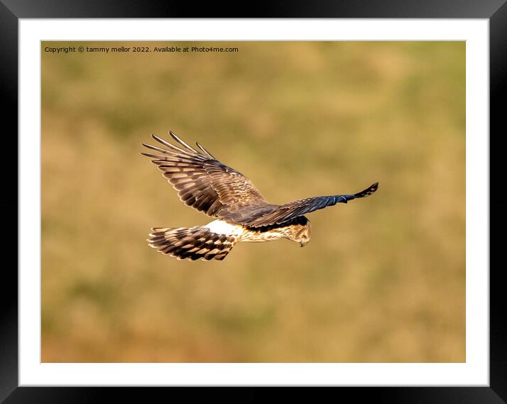 Majestic Hen Harrier Soars Over Wild Moors Framed Mounted Print by tammy mellor