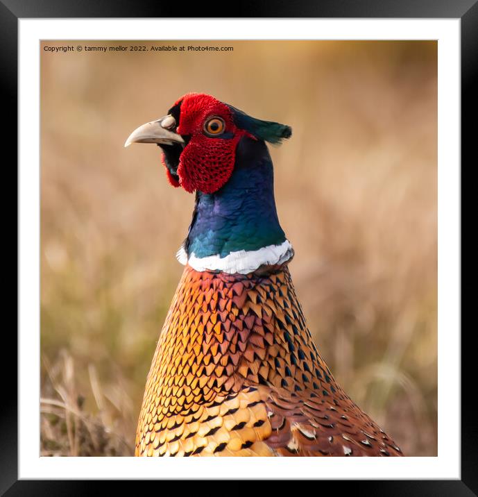 Majestic Moorland Pheasant Framed Mounted Print by tammy mellor