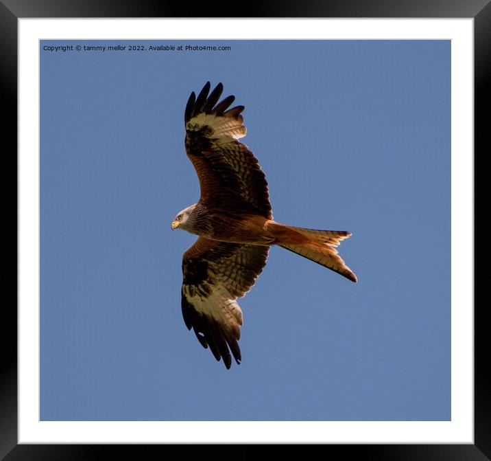 Majestic Red Kite Soaring High Framed Mounted Print by tammy mellor