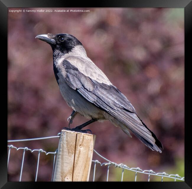 Majestic Hooded Crow Framed Print by tammy mellor