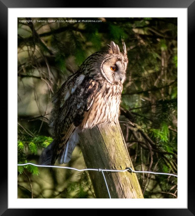 Majestic Long Eared Owl in the Staffordshire Moorl Framed Mounted Print by tammy mellor