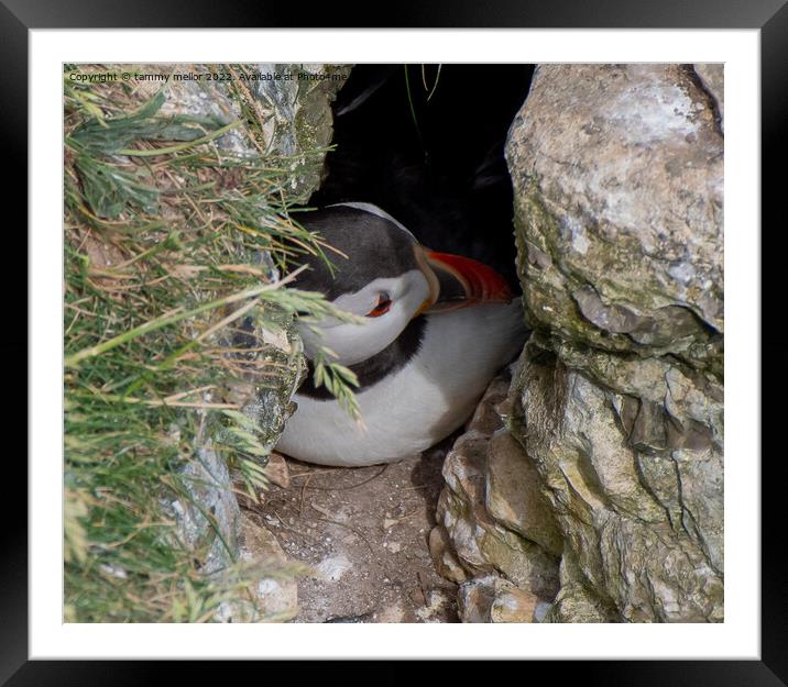 Majestic Puffin Family Framed Mounted Print by tammy mellor